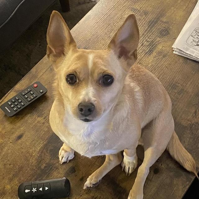 Dogsitting Fund
