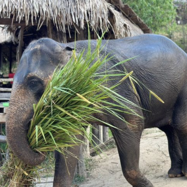 Elephant Sanctuary Day Trip in Chiang Mai