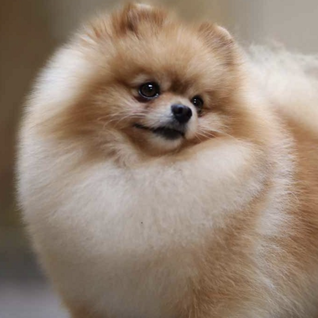 Our Pomeranian Fund