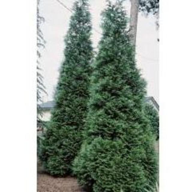Trees for our backyard