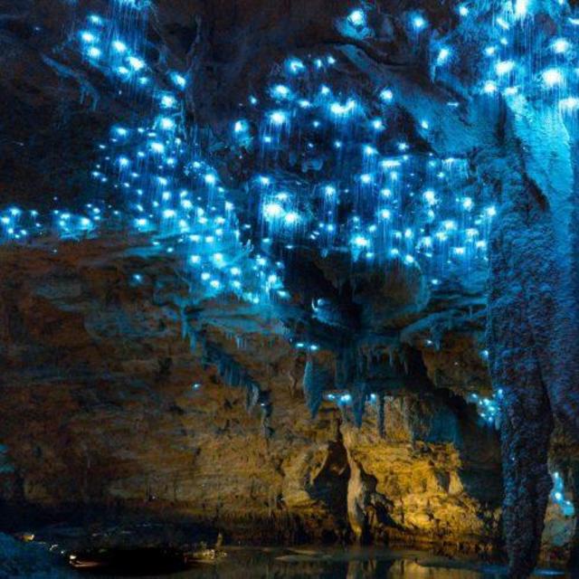 Footwhistle Glowworm Cave Tour
