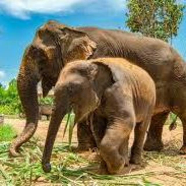 Day At The Elephant Sanctuary In Thailand On Our Honeymoon