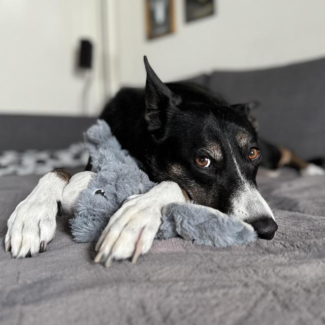 Riley's Toy Fund