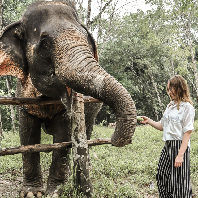 Visit the Elephant Rescue Sanctuary in Phuket