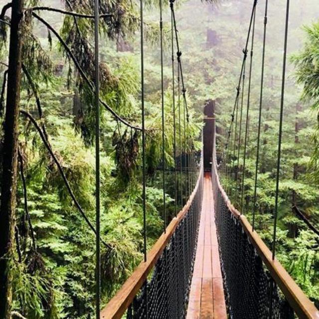 Redwoods Treewalk