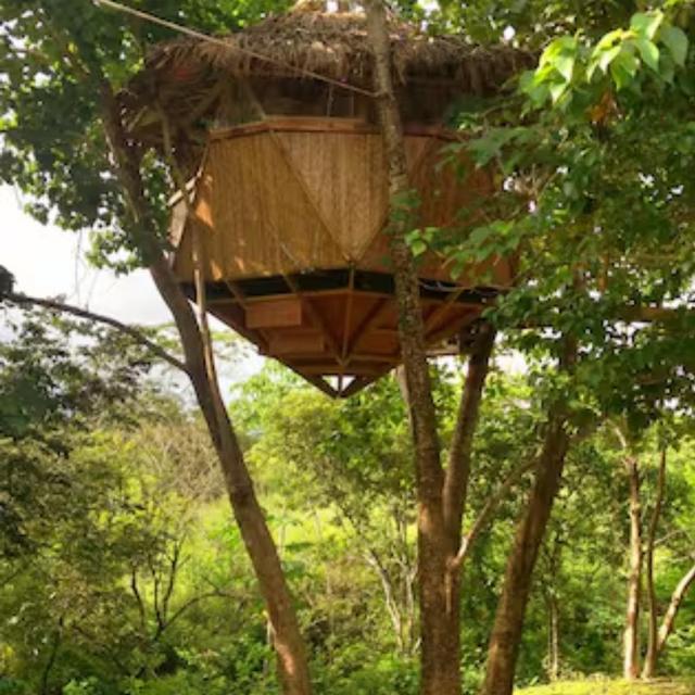 Stay in an actual tree house