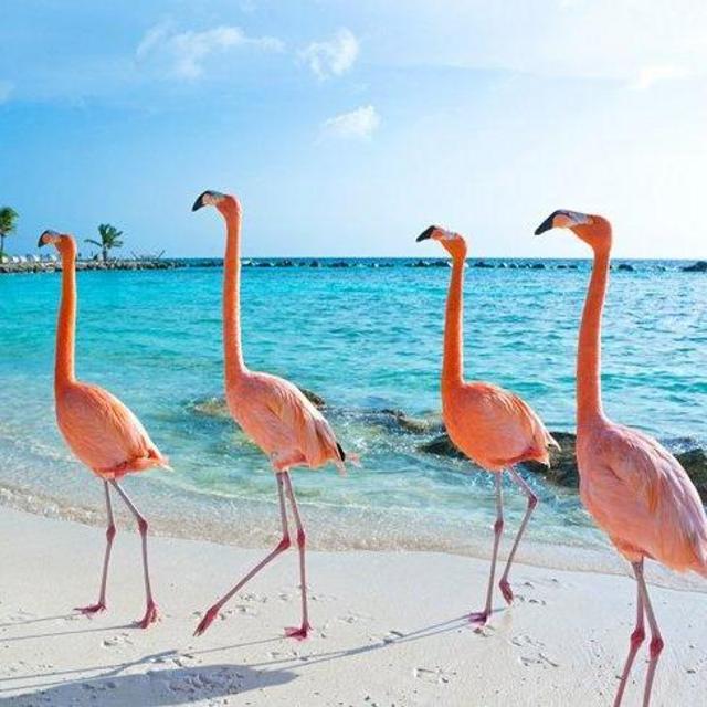 Aruba Honeymoon Fund