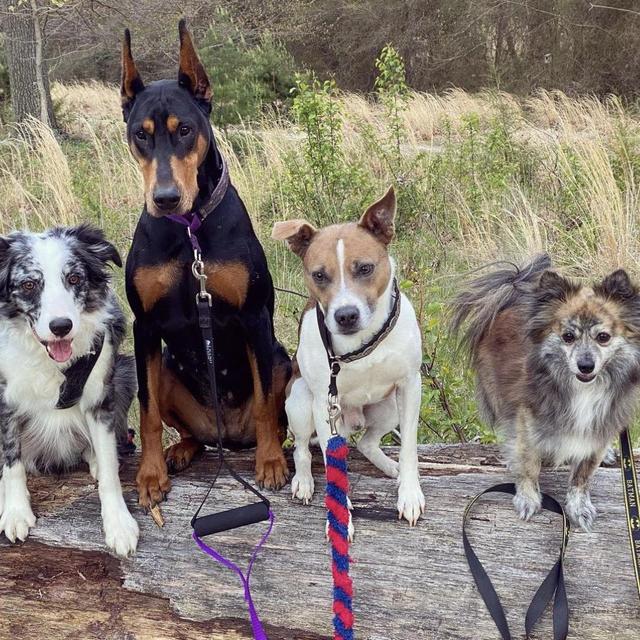 Treats for the Horsman Pack of Monsters