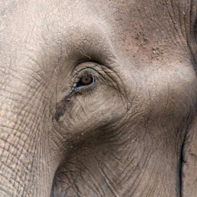 Honeymoon Activities - Sri Lankan Elephant Sanctuary