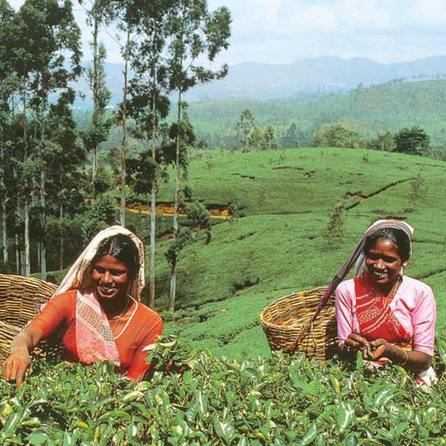 Honeymoon Activities - Tea Plantation and Tea picking Adventure