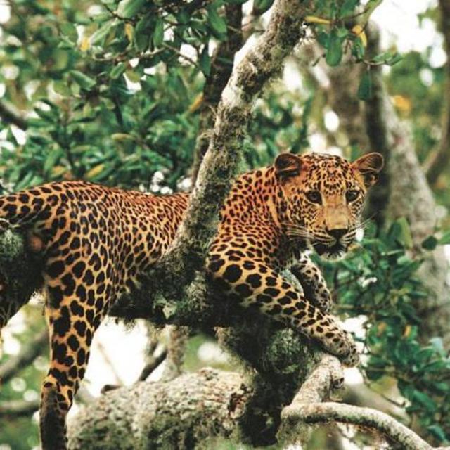 Honeymoon Activities - Yala Leopard and Wildlife Safari