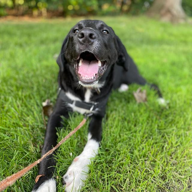 Second City Canine Rescue - Charitable Donation