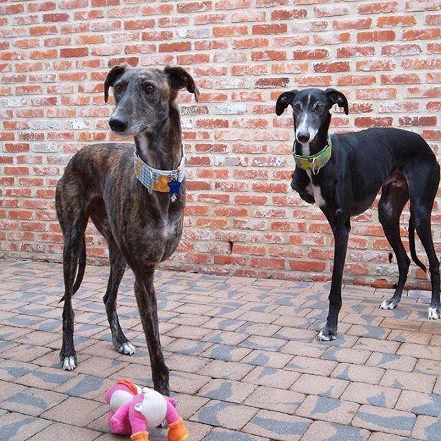 Charity - The Spanish Galgo