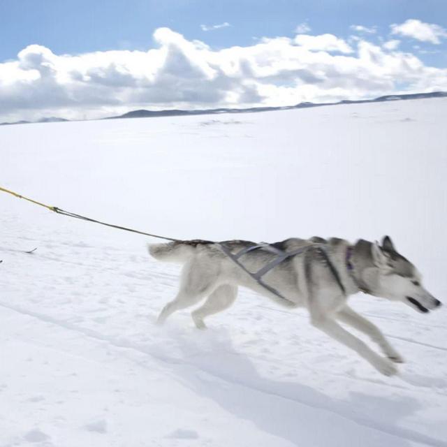 Teach Wallace Skijouring