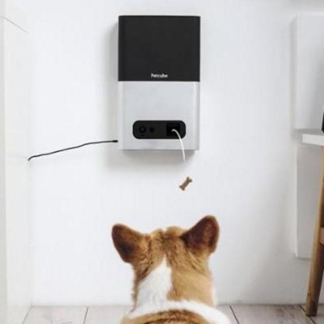 Petcube - Bites Indoor 1080p Wi-Fi Pet Camera - Rose Gold