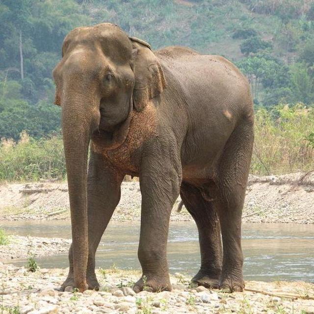 Ride Elephants in Phuket!