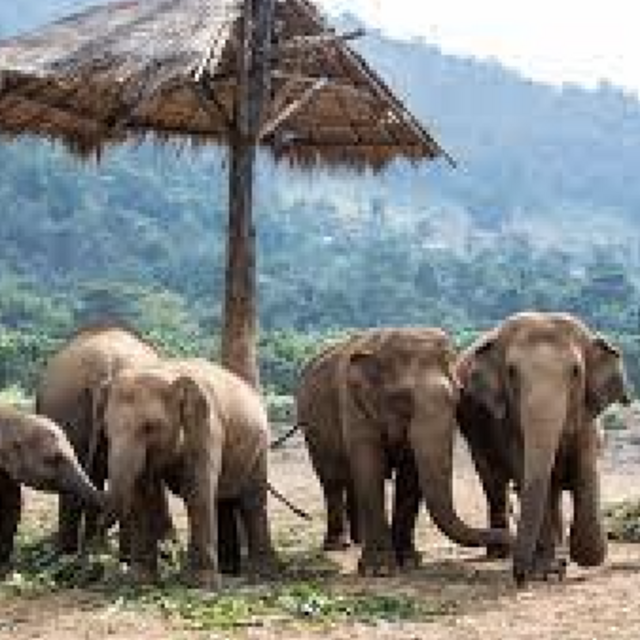 Elephant Sanctuary Visit in Chiang Mai
