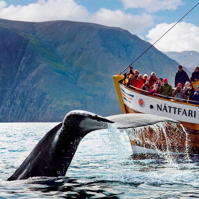 Whale Watching Tour in Husavik Iceland