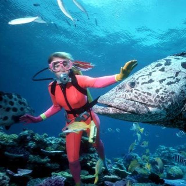 Diving Excursion at The Great Barrier Reef