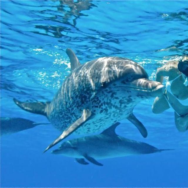 Swimming with Dolphins Excursion