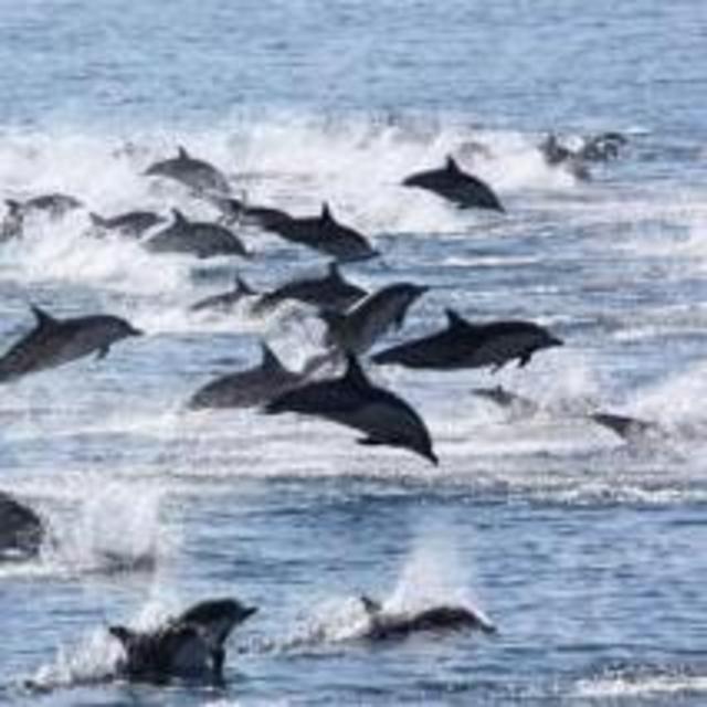 Boat ride with dolphins!