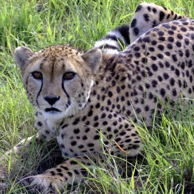Cheetah Drive at the Cheetah Conservation Research Center