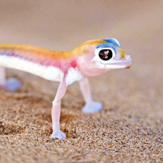 Living Desert Tour in the Namib Desert