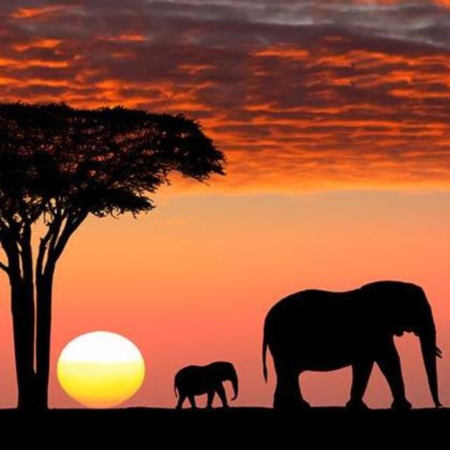 African Safari