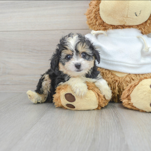 Our future puppy fund (credit card option)