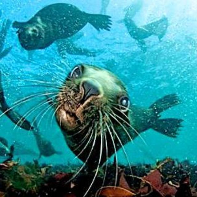 Snorkeling with the seals in Cape Town