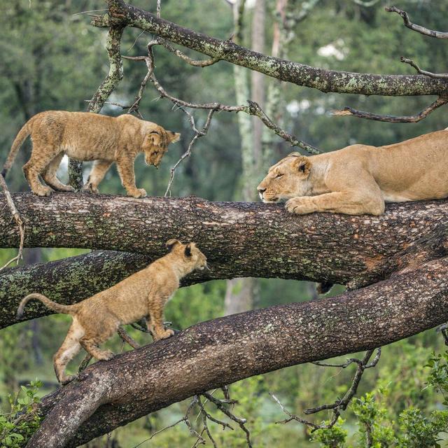 Lake Manyara National Park Game Drive