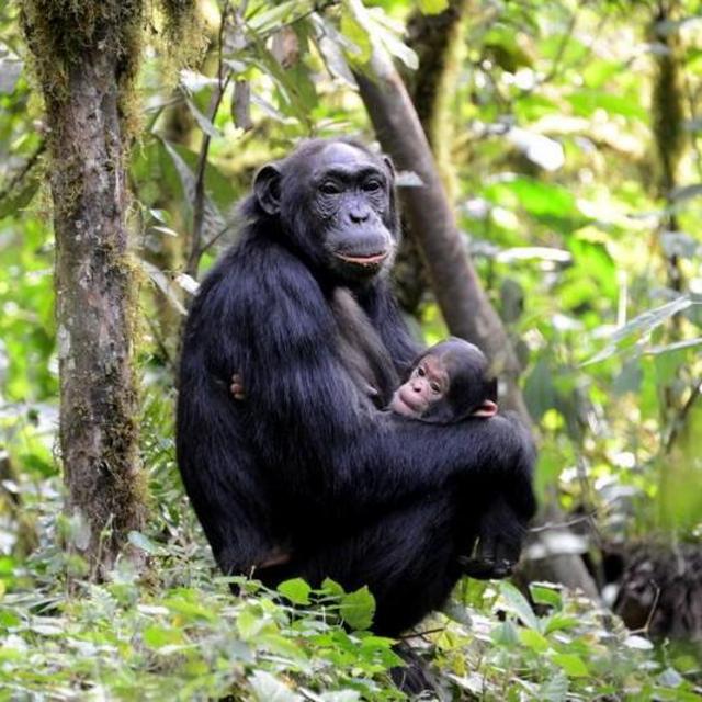 Chimpanzee Tracking in Kibale National Park