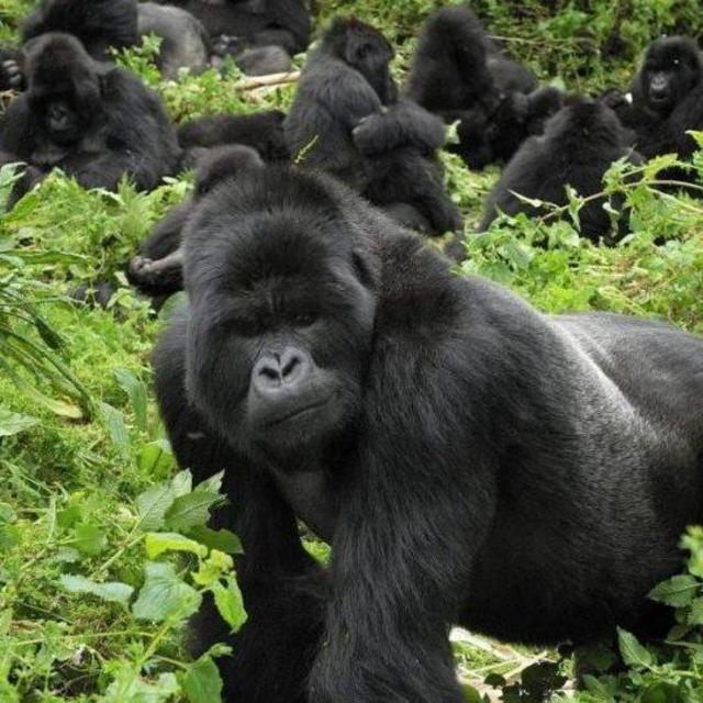 Gorilla Trekking in Bwindi Impenetrable National Park