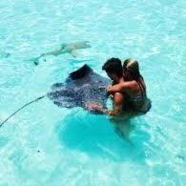 Feeding the Stingrays
