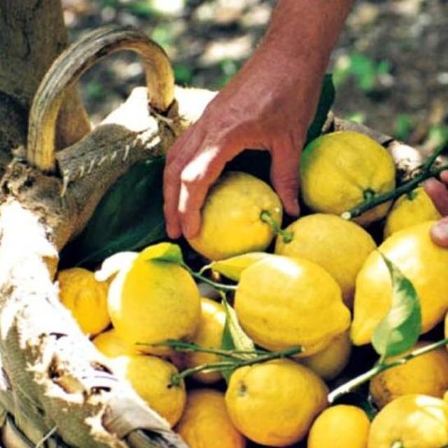 Amalfi Coast Lemon Grove Tour and Cooking Class