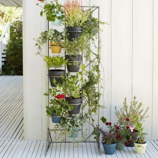*** PLANTS ***
