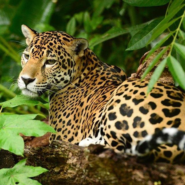 Jaguar Preserve Hike