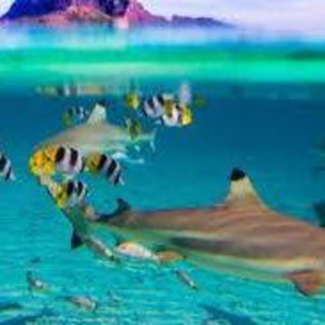 Lagoon Snorkel Cruise