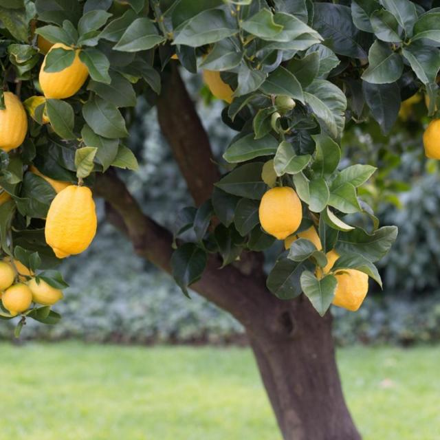 Lemon trees for our backyard