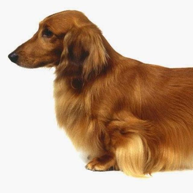 Cristina's Dachsmund Perro