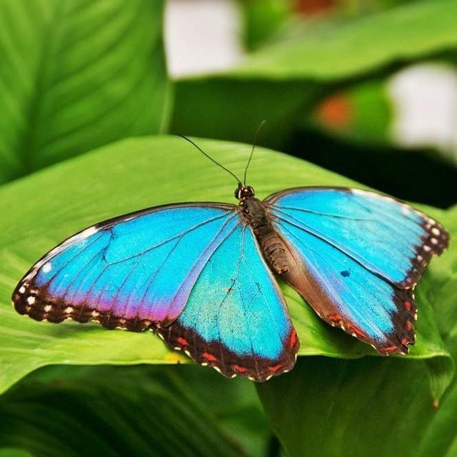 Lunch at Kuang Si Butterfly Park