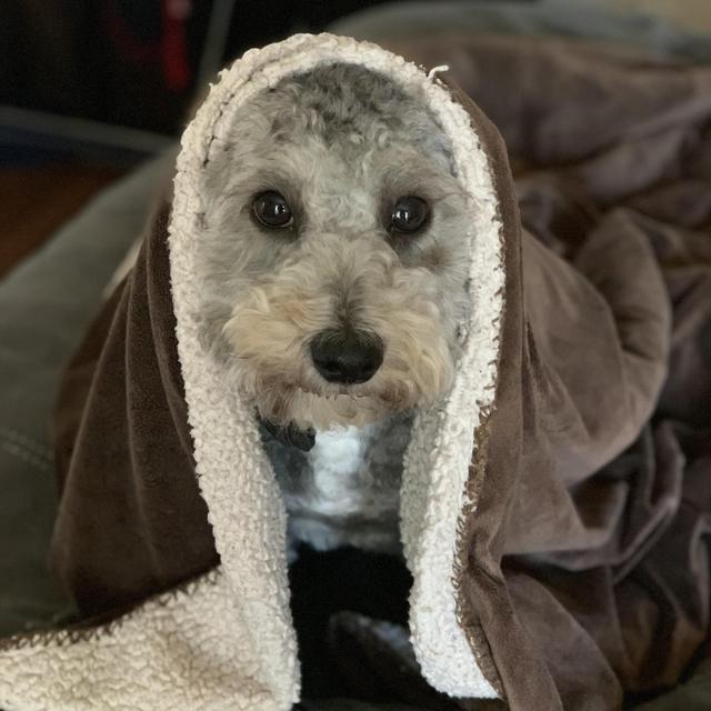 Bruce Treats for a Month!