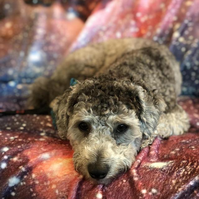 Bruce's Slumber Party While B&B Are On Their Honeymoon!