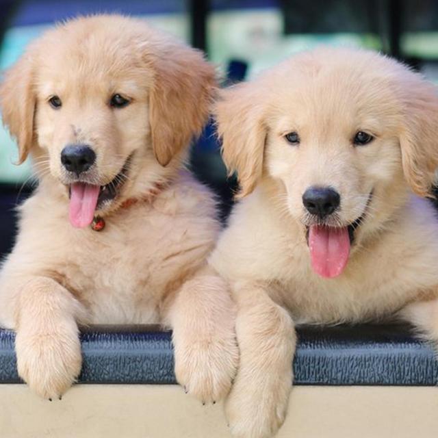 Future Puppy Fund