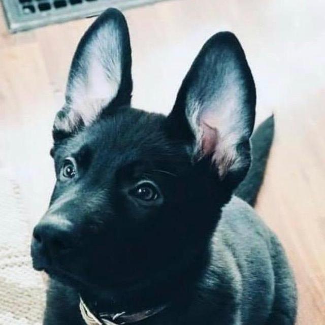 German Shepherd  Fund