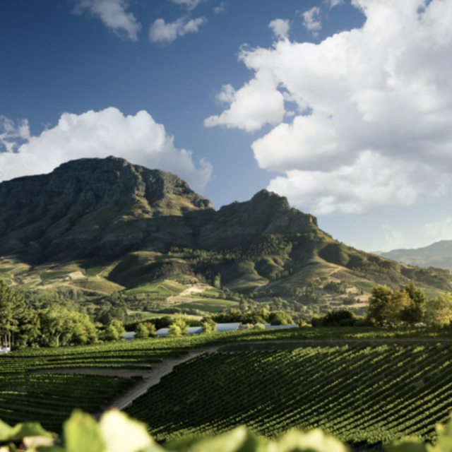 Trip to South African Wine Country
