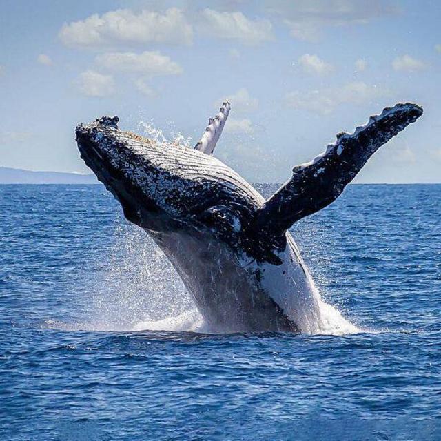 Whale Watching Sail