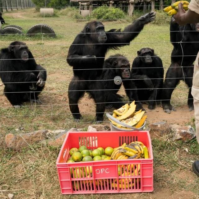 Sweetwaters Chimpanzee Sanctuary