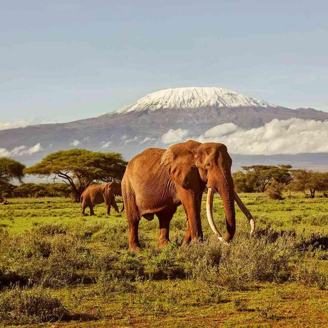 Amboseli National Park Elephant Safari
