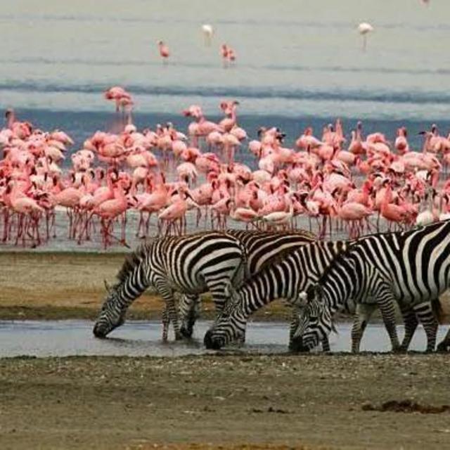 Trip to Lake Manyara National Park